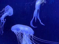 -珠海长隆海洋王国