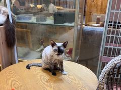 -藏猫猫咖啡主题馆(中央大道店)