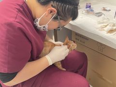 -纳吉亚猫专科动物诊疗中心(蒋宅口分院)