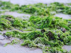 -那香海钻石沙滩浴场