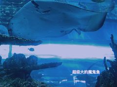 -乐从天佑城海洋馆