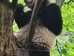 -都江堰中华大熊猫苑