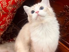 -唐小姐の私宠·宠物洗护美容·撸猫馆·购宠(周浦万达旗舰店)