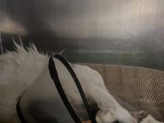 -安安宠医宠物医院·异宠·犬猫内科(岳阳分院)