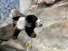 -海南热带野生动植物园