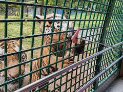 -深圳野生动物园