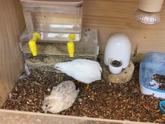 -婴智贝佳蒙特梭利早教托育中心(杨浦店)