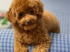 -爱侣宠医·鹦鹉专科·小型哺乳类·异宠专科(灵石路店)