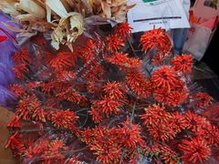 -越秀西湖花市(广州城市广场花卉店)
