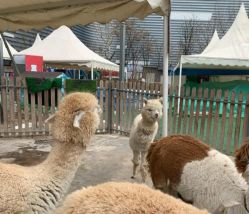 -萌宠亲子动物乐园(槐房万达店)