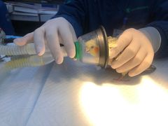 -瑞派·关忠动物医院·异宠专科·犬猫肿瘤·皮肤专科(望京店)