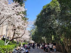 -武汉大学-樱园