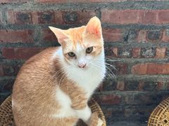 -豆逗聊愈猫阁Easy Life