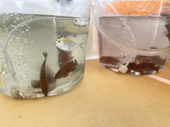 -小猫钓鱼海钓俱乐部(椰梦长廊店)