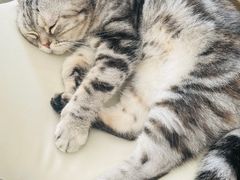 -飞行喵MR PILOT|猫舍·猫咖(静安大融城店)