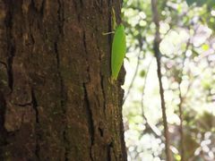 -祁门牯牛降观音堂风景区