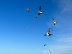 -肉欢 · 两头乌鲜肉涮锅(中山南路店)