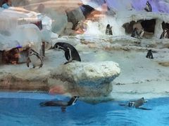 -帝企鹅自助餐厅•儿童岛•真企鹅(长隆企鹅酒店)