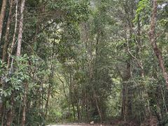 -海南热带雨林国家公园吊罗山景区