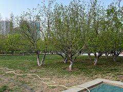 -大望京公园