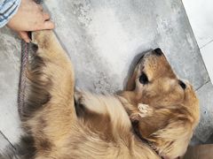 -楼上猫咖(罗湖店)
