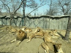 -北京野生动物园