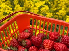 -郫都区农科村景区