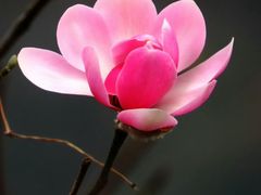 -白塘生态植物园