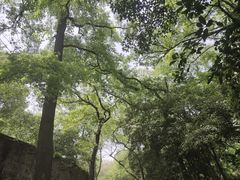 -灵谷景区