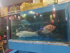 -东鸽皇(奥园·中环广场店)