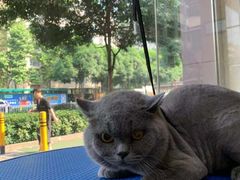 -瑞鹏宠物医院·夜间急症·心超·猫科(祖庙分店)