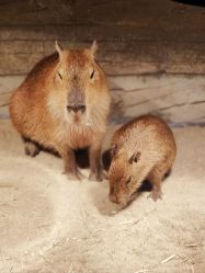 -Zoolung Zoolung动物主题公园(海信广场店)