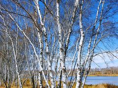-塞罕坝国家级自然保护区