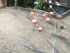 -清迈夜间动物园