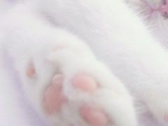 -喵的天空名猫咖啡馆·撸猫·猫舍·用品