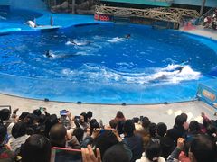 -海合安成都极地海洋公园
