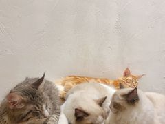 -猫友咖啡店(玉林西路店)