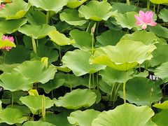 -羊亭河湿地公园