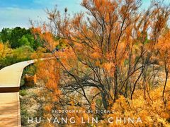 -金塔沙漠胡杨林景区