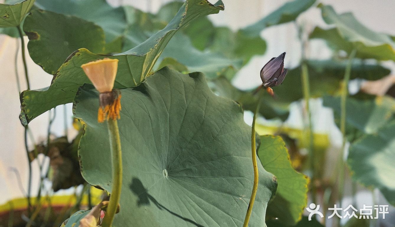 青岛的中国风小茶馆，我只服它