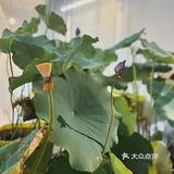 青岛的中国风小茶馆，我只服它