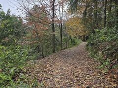 -铁山坪森林公园