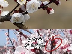 -梅花山(明孝陵内)