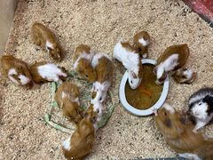 -上海大自然野生昆虫馆(东方明珠·爬宠昆虫探索中心)