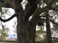 -新安江山水画廊风景区