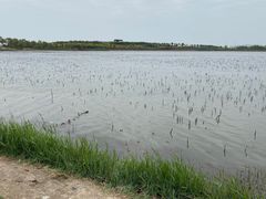 -天津东丽湖风景区
