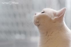 -飛凡TATTOO纹身•原创