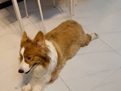 -我爱猫咪·猫咖·狗咖·安哥拉兔·羊驼咖(小寨华旗店)