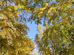 -三里屯东五街银杏大道