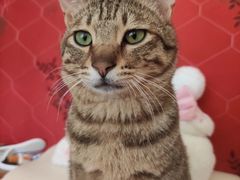 -客栈猫舍(中央北路店)